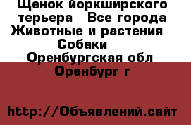 Щенок йоркширского терьера - Все города Животные и растения » Собаки   . Оренбургская обл.,Оренбург г.
